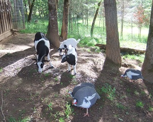 Myotonic Goats